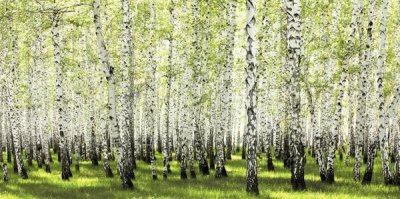 Anonymous - Birch forest in spring