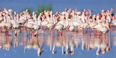 Frank Krahmer - Lesser flamingo, Lake Nakuru, Kenya