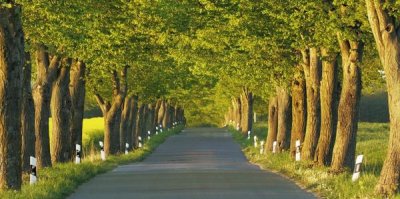 Frank Krahmer - Lime tree alley, Mecklenburg Lake District, Germany