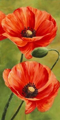 Luca Villa - Poppies in the wind II