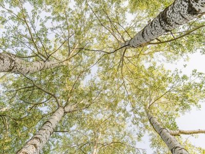 Pangea Images - Birch woods in spring