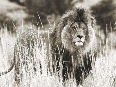 Anonymous - Male lion