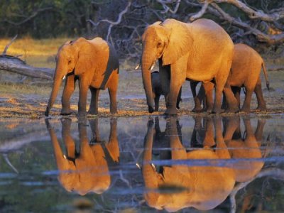 Frank Krahmer - African elephants, Okavango, Botswana