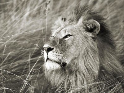 Frank Krahmer - African lion, Masai Mara, Kenya