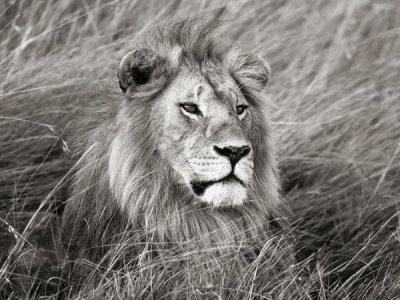 Frank Krahmer - African lion, Masai Mara, Kenya