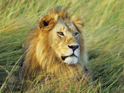 Frank Krahmer - African lion, Masai Mara, Kenya