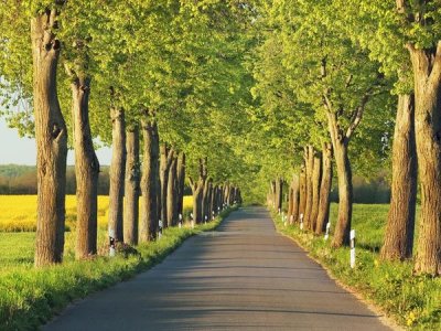 Frank Krahmer - Lime tree alley, Mecklenburg Lake District, Germany