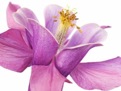 Frank Krahmer - Dark columbine close-up