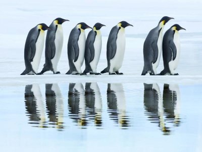 Frank Krahmer - Emperor penguin group, Antarctica