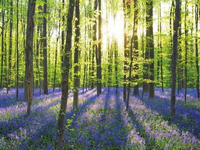 Frank Krahmer - Beech forest with bluebells, Belgium