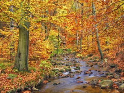 Frank Krahmer - Beech forest in autumn, Ilse Valley, Germany