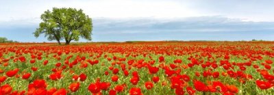 Anonymous - Tree in a poppy field