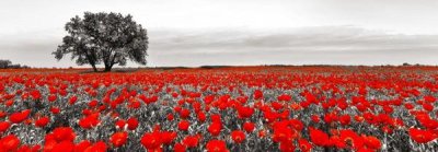 Anonymous - Tree in a poppy field