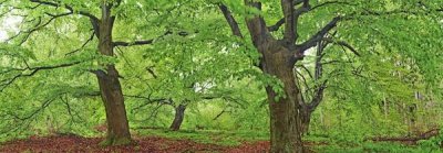 Frank Krahmer - European beech, Kellerwald, Germany