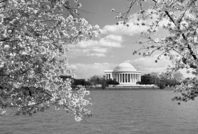 Carol Highsmith - Jefferson Memorial with cherry blossoms, Washington, D.C. - Black and White Variant