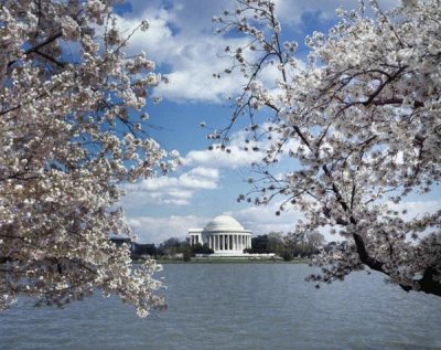 Carol Highsmith - Jefferson Memorial with cherry blossoms, Washington, D.C. - Vintage Style Photo Tint Variant