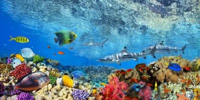 Pangea Images - Reef Sharks and fish, Indian Sea