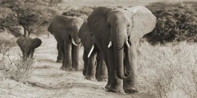 Anonymous - Herd of African Elephants, Kenya