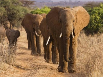 Anonymous - Herd of African Elephants, Kenya