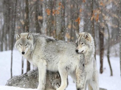 Anonymous - Grey wolves huddle together during a snowstorm, Quebec