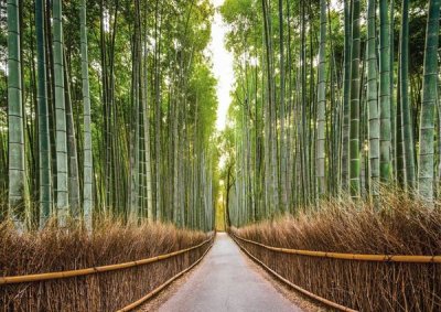 Pangea Images - Bamboo Forest, Kyoto, Japan