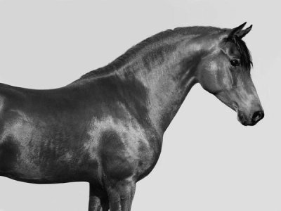 Pangea Images - Orpheus, Arab Horse