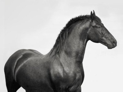 Pangea Images - King Mamba, Stallion