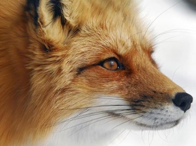 Alain Turgeon - Red Fox
