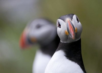 Olof Petterson - Posing Puffin