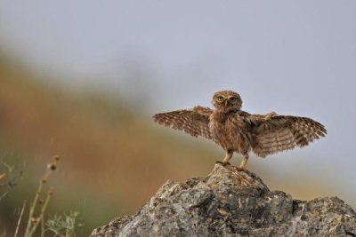 Muayad Amer - I Can Fly!!!!!!