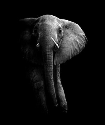 Wildphotoart - Elephant!