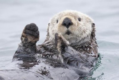 Roman Golubenko - Yesterday I Caught A Fish Thiiis Big! Otter. Alaska