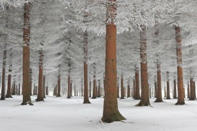 Dragisa Petrovic - Magical Forest