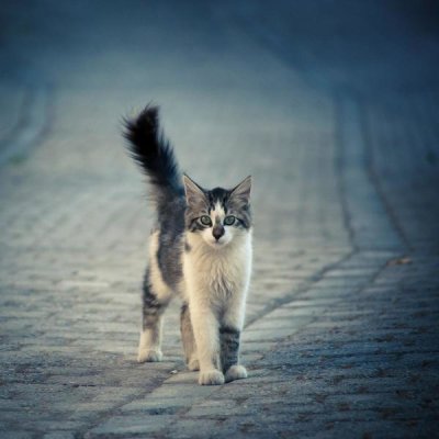 Dejan Ilijic - Little One