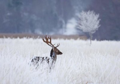 Allan Wallberg - Fallow Deer In The Frozen Winter Landscape