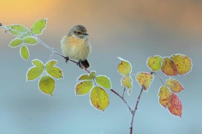 Andres Miguel Dominguez - Winter Colors