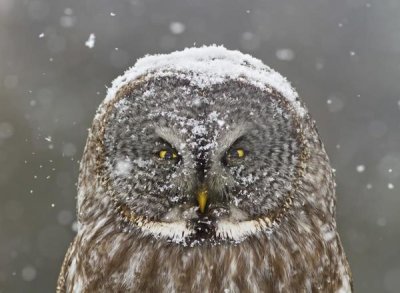 Mircea Costina - Great Grey Owl Winter Portrait