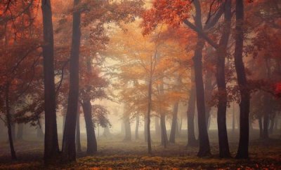 Ildiko Neer - Feel