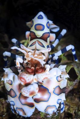 Barathieu Gabriel - Harlequin Shrimp