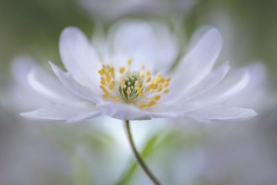 Mandy Disher - Nemorosa Nirvana