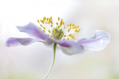 Mandy Disher - Wood Anemone