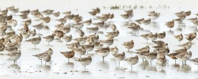 Kurien Yohannan - Bar-Tailed Godwit 19