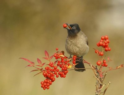 Shlomo Waldmann - Bulbul With Nandina