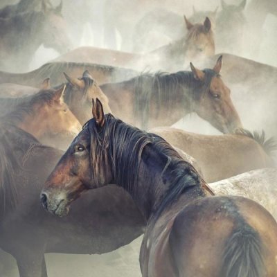 Huseyin Taskin - Tired Horses