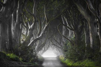 Nicola Molteni - Dark Hedges