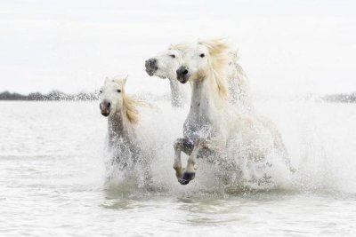 Ciro De Simone - Horses  Hight Key