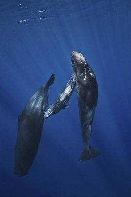 Barathieu Gabriel - Sperm Whale Family