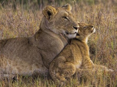 Henry Jager - Baby Lion With Mother