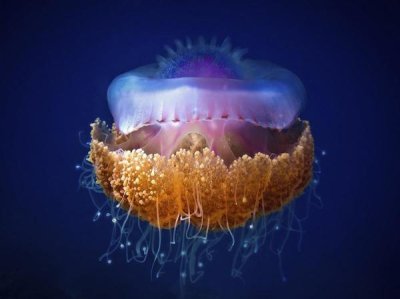 Luckyguy - Fried Egg Jellyfish