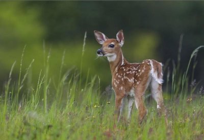 Nick Kalathas - Spring Fawn